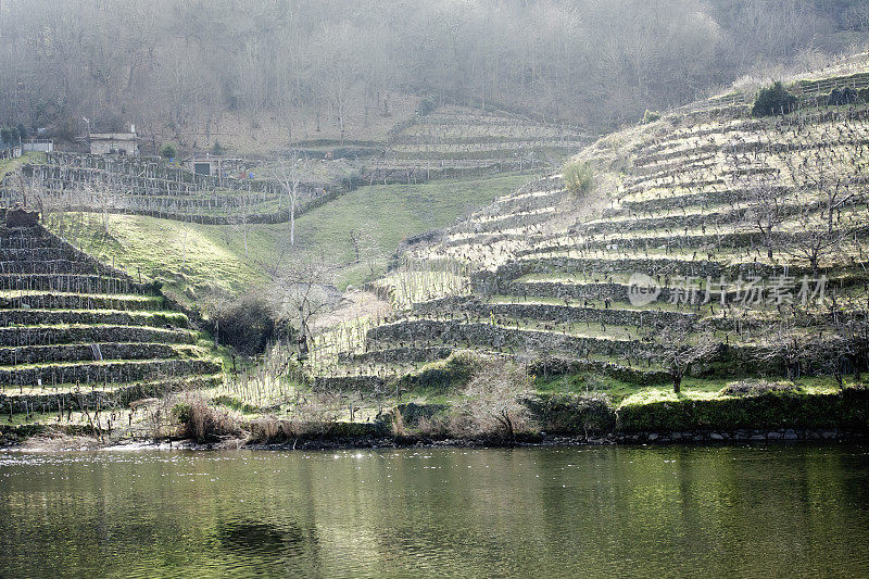 位于Ribeira Sacra河畔Miño的梯田葡萄园。